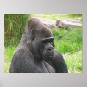 kanfas för silverback 001 poster