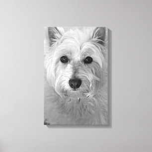 Kanfas för Westie hund (västra höglands- Canvastryck