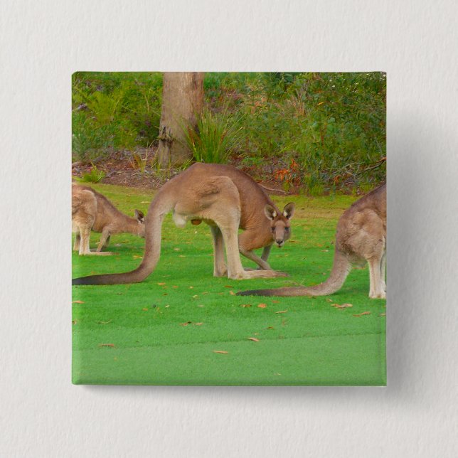 kanga knapp (Framsida)