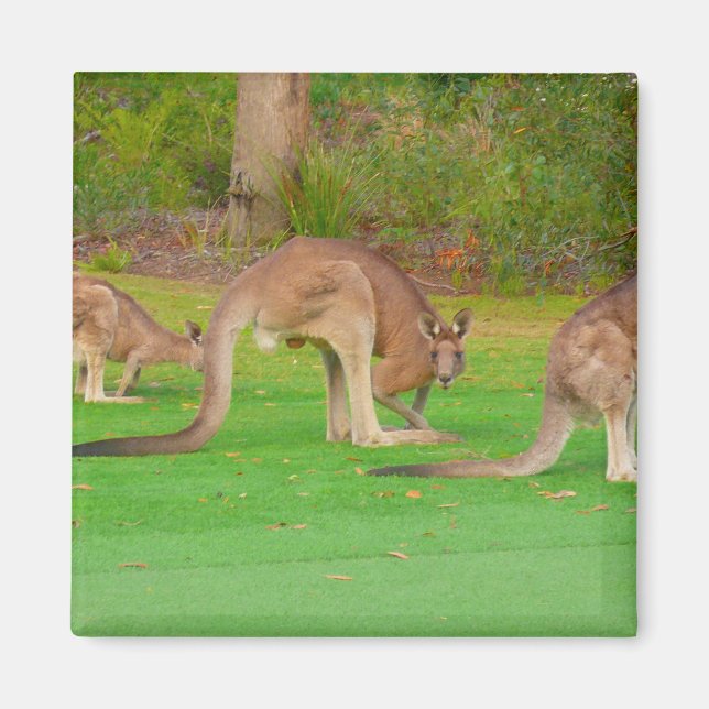 kanga magnet (Framsidan)