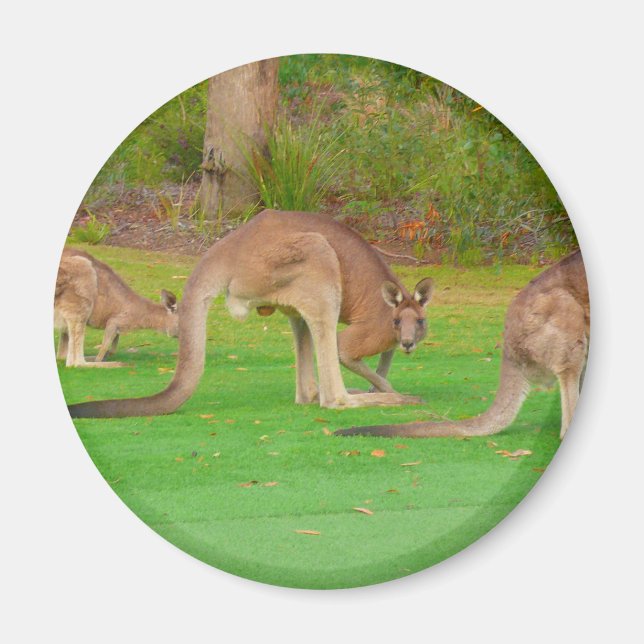 kanga magnet (Framsidan)
