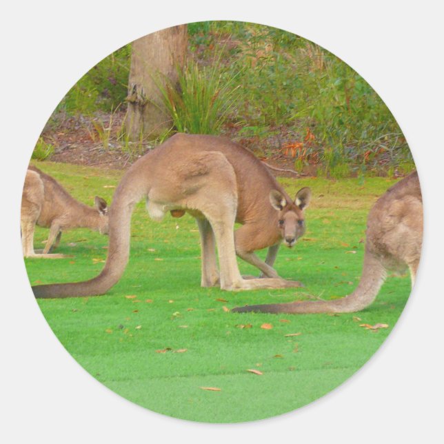 kanga runt klistermärke (Framsida)