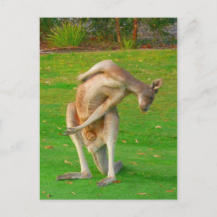 kanga stretch vykort