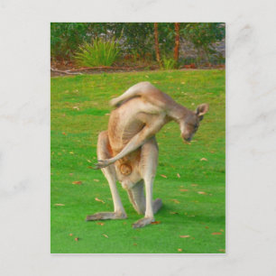 kanga vykort