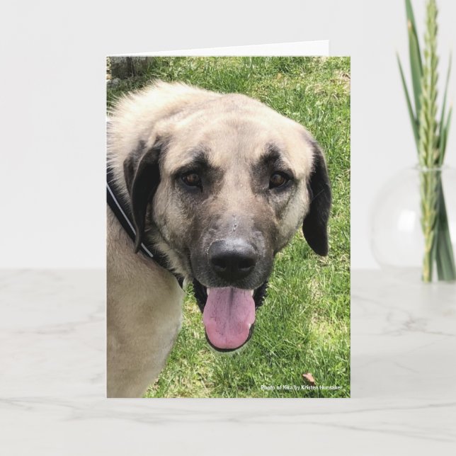 Kangal Hund-hälsningskort Kort (Framsida)