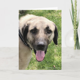 Kangal Hund-hälsningskort Kort