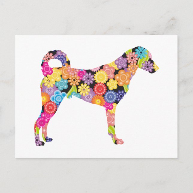 Kangal Hund Vykort (Framsida)