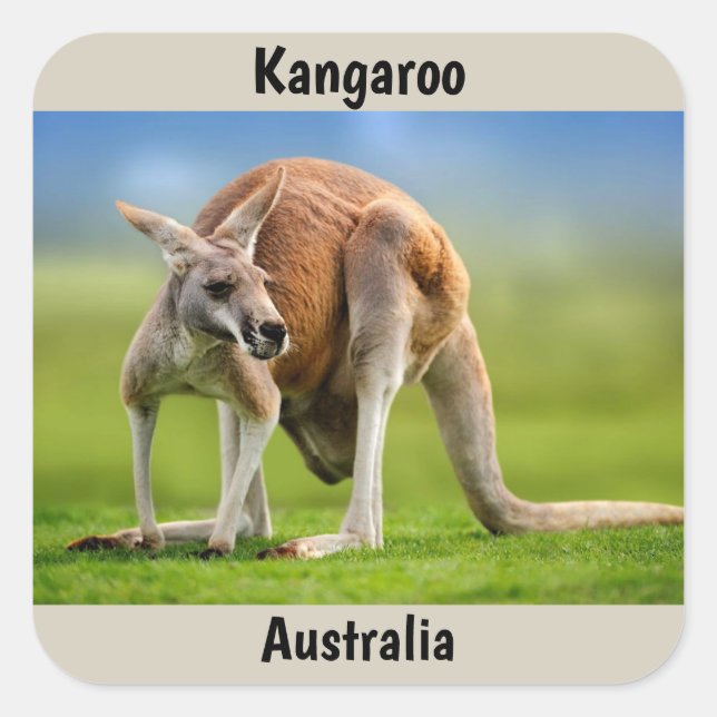 Kangaroo-bakgrund Fyrkantigt Klistermärke (Framsida)