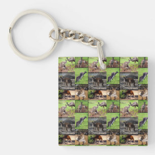 Kangaroo Bild Collage