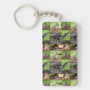 Kangaroo Bild Collage