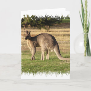 Kangaroo Bild-hälsningskort Kort