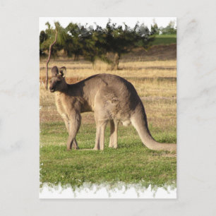 Kangaroo Bild vykort