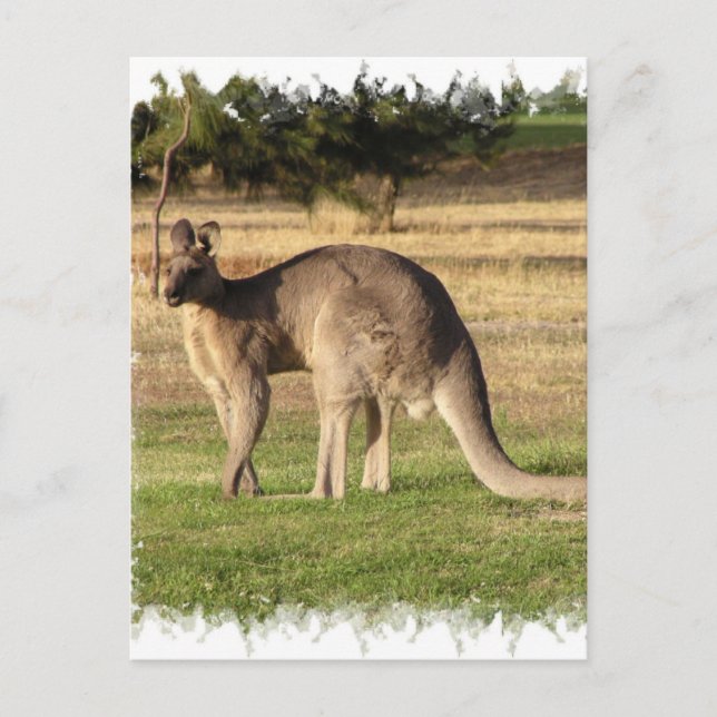 Kangaroo Bild vykort (Framsida)