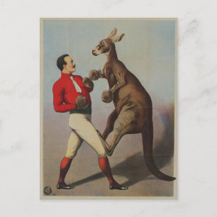 Kangaroo boxning sideshow vykort