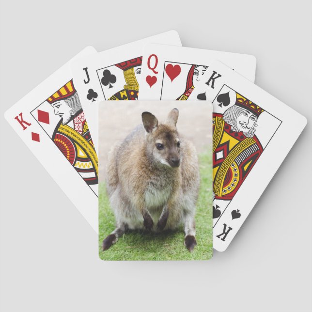 Kangaroo Casinokort (Baksidan)