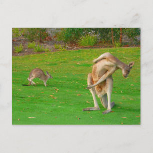 kangaroo-familj vykort