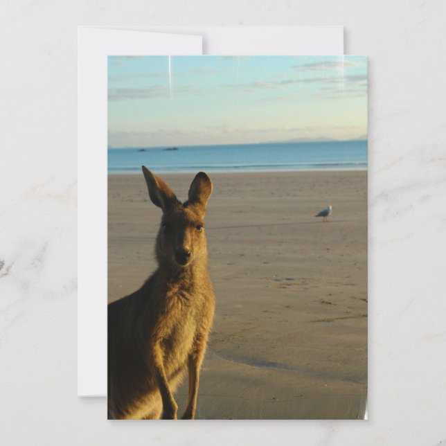 Kangaroo-fotoinbjudan Inbjudningar (Framsida)