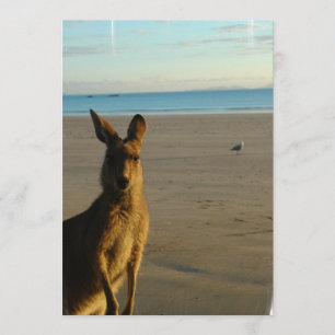 Kangaroo-fotoinbjudan Inbjudningar