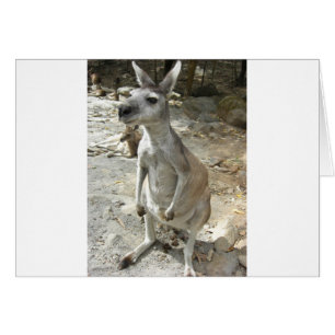 KANGAROO HÄLSNINGSKORT