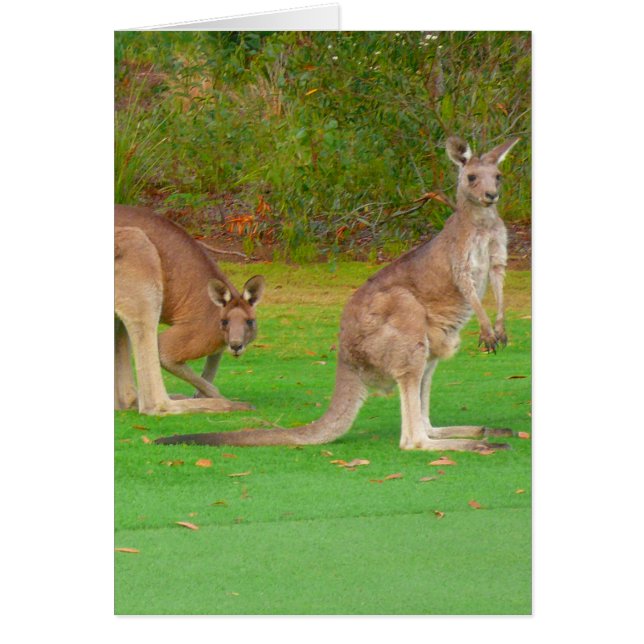 kangaroo hälsningskort (Framsidan)