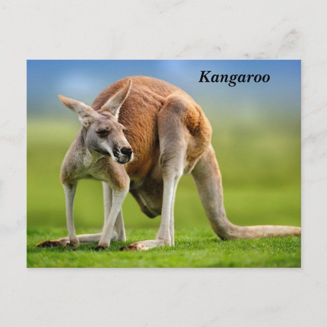 Kangaroo Helgdag vykort (Framsida)