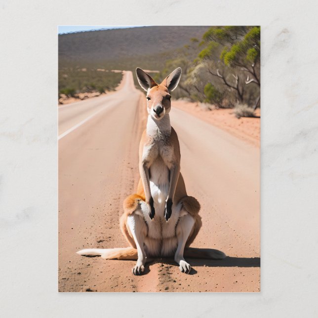 Kangaroo in Outback Vykort (Framsida)