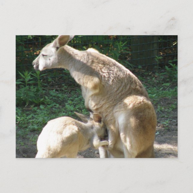 Kangaroo Joey Postcard Vykort (Framsida)