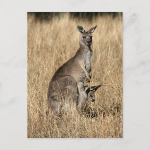 Kangaroo med Baby Joey in Pouch Vykort