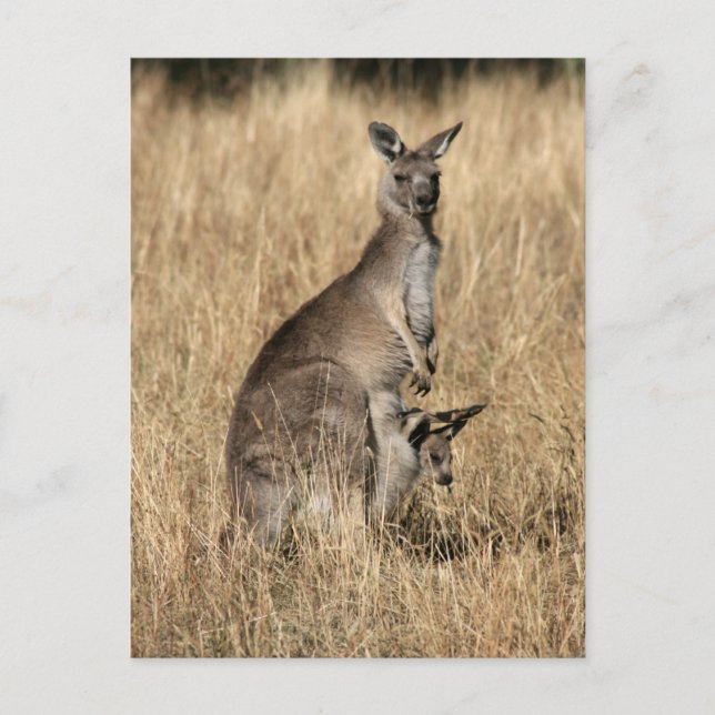 Kangaroo med Baby Joey in Pouch Vykort (Framsida)