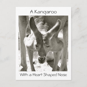 Kangaroo med Hjärtformade näsa Vykort