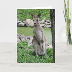 Kangaroo med Joey Birthday Card Kort
