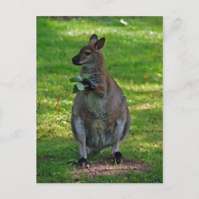 Kangaroo med vykort för oaks löv (Framsida)