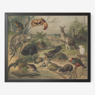 Kangaroo och Djurvänner i Australien Poster
