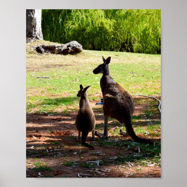 Kangaroo och hennes Joey, Poster (Framsidan)