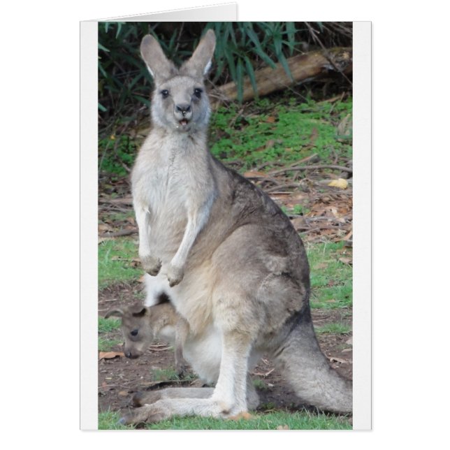 Kangaroo och Joey Hälsningskort (Framsidan)