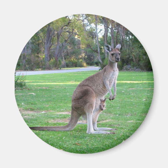 Kangaroo och Joey Magnet (Framsidan)