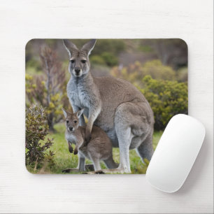 Kangaroo och Joey Musmatta