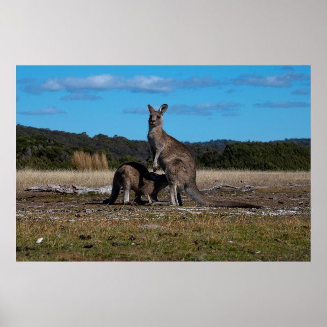 Kangaroo och Joey Poster (Framsidan)