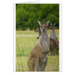 Kangaroo Paddock Hälsningskort