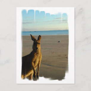Kangaroo Photo Postcard Vykort