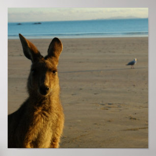 Kangaroo Photo Print Poster