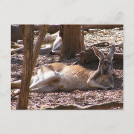 Kangaroo Picnic Vykort