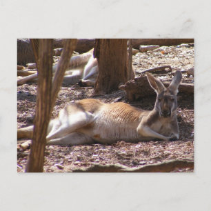 Kangaroo Picnic Vykort