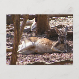 Kangaroo Picnic Vykort