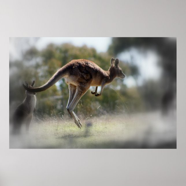Kangaroo Poster (Framsidan)