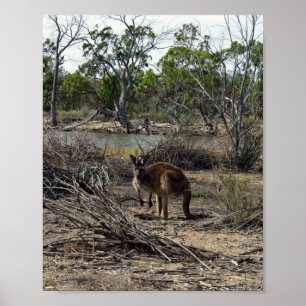 Kangaroo Poster nu på Billabong.