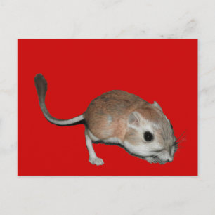 Kangaroo råtta vykort