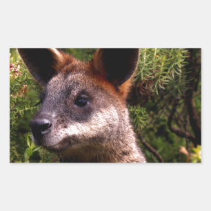 Kangaroo Rektangulärt Klistermärke