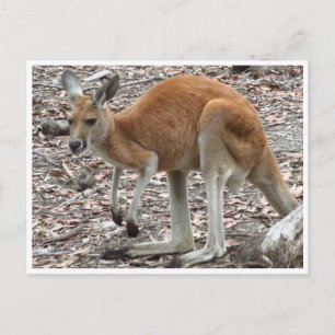 kangaroo röd vykort
