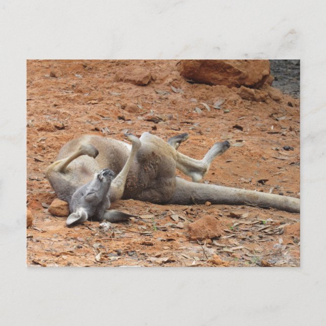 Kangaroo Rolling / Spela in på Dirt Postcard Vykort (Framsida)